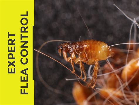 Flea Control Pestcotek