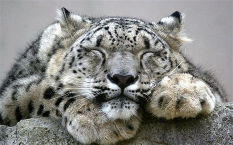 Snow Leopards Affection Wallpapers Wallpaper Cave