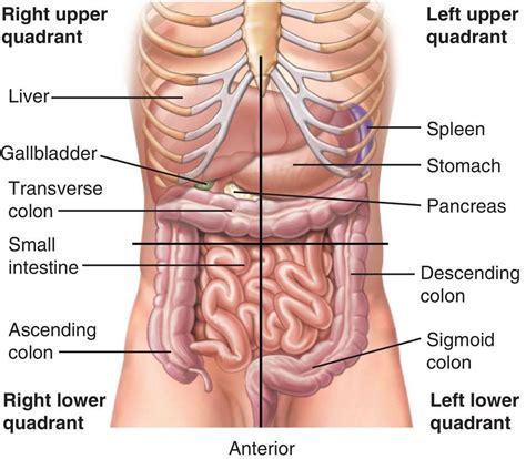 Standard terms are used in medicine, so that doctors can communicate. Full Size Picture abdominal-quadrants.jpg | Medical ...