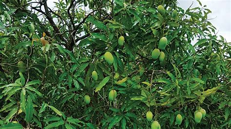 Desai Bandhu Ambewale Three Generations Of Selling Mangoes