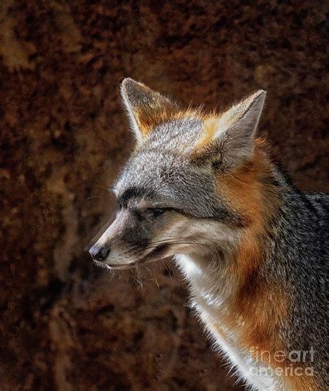 Gray Fox In The Desert Photograph By Ruth Jolly Fine Art America