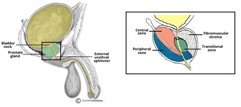 Penis Anatomie Photos Blog Brain