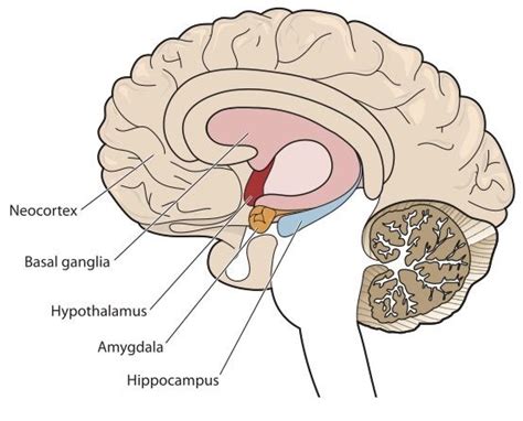 What Is The Amygdala Live Science