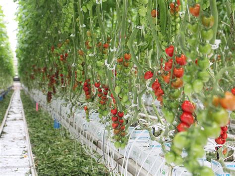 How Canada Became A Greenhouse Superpower Mpr News