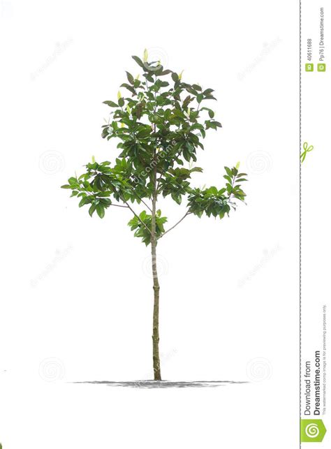 Beautifull Green Tree On A White Background In High Definition Stock