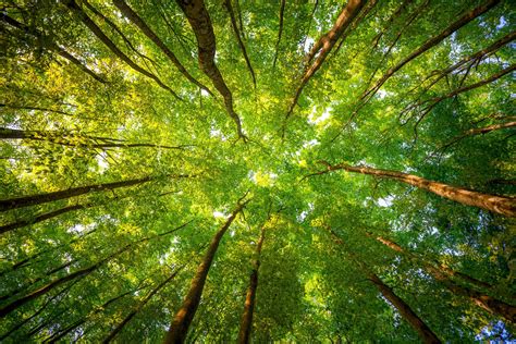 Low Angle Photography Green Tree Hd Wallpaper Wallpaper Flare