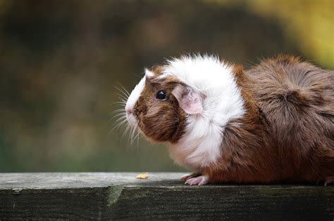 Abyssinian Guinea Pig Info Pictures Traits And Facts Pet Keen