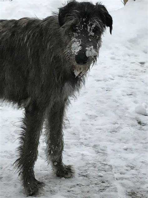 An Irish Wolfhound Named Luna Abominable Irish Snow Dog