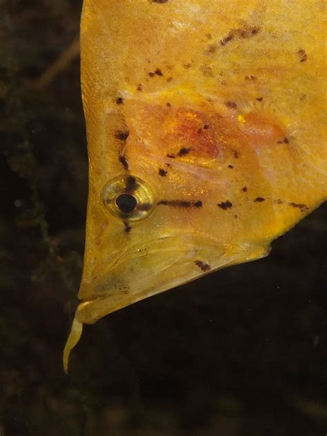 South American Leaf Fish Monocirrhus Polyacanthus Portrait