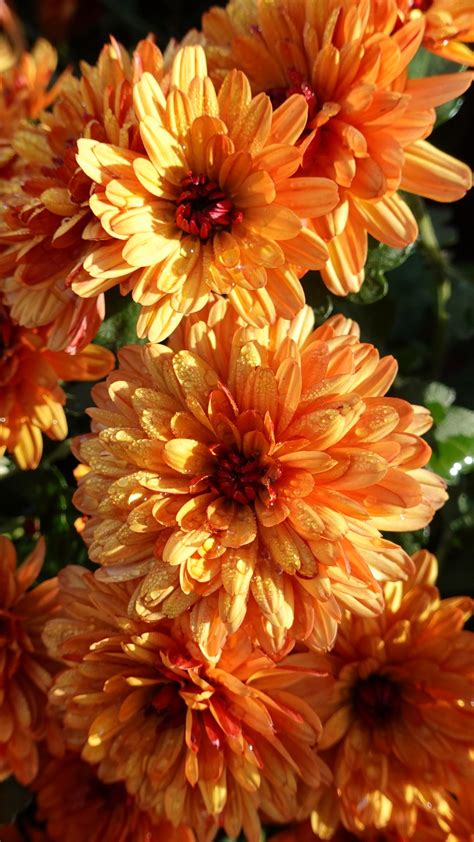 Download Wallpaper 1080x1920 Chrysanthemum Flowers Orange Wet