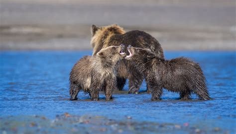 Picture Grizzly Bear Cubs Roar Three 3 Animals