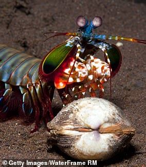 How Hot Is The Mantis Shrimp Punch Exploring Natures Fieriest Strike
