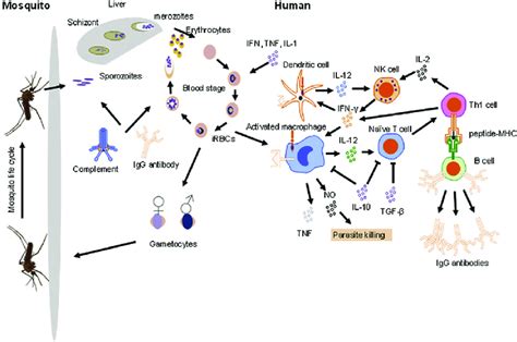 The Plasmodium Falciparum Life Cycle And Human Host Immunity