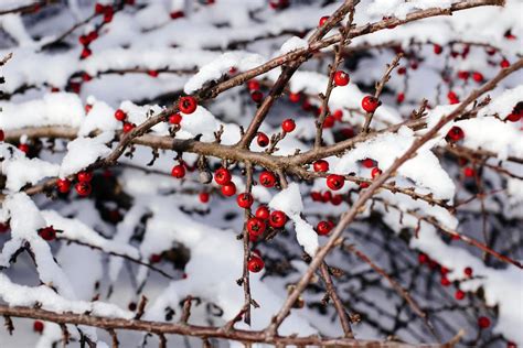 100000 Best Winter Trees Photos · 100 Free Download · Pexels Stock