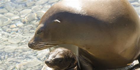 Seaworld Orlando Welcomes Two Adorable California Sea Lions