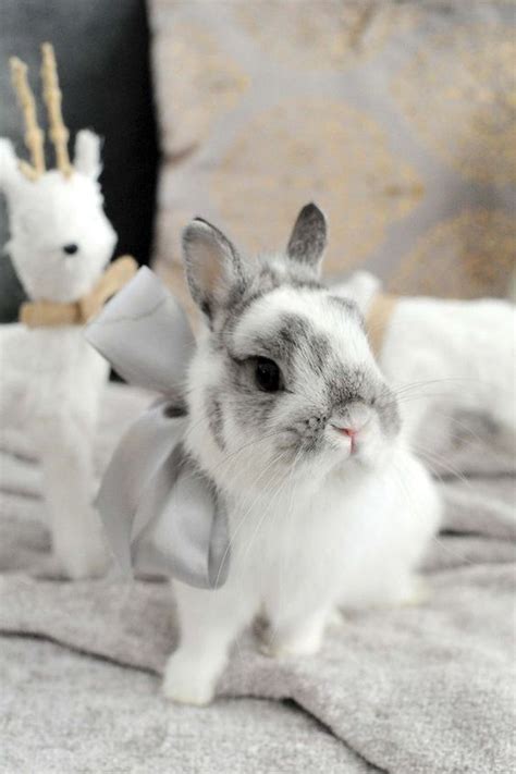 The Netherland Dwarf Smallest Of All Rabbit Breeds The Pets Dialogue
