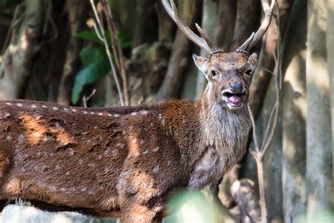 Formosan Sika Deer Stock Photos Pictures And Royalty Free Images Istock