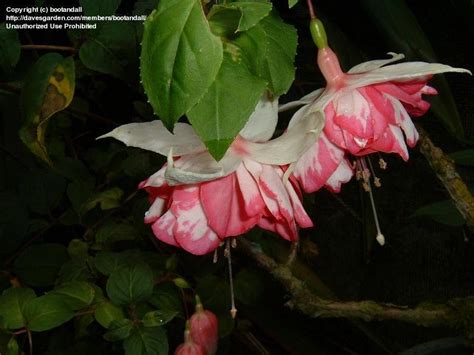 Plantfiles Pictures Double Fuchsia Snowfire Fuchsia By Wallaby1