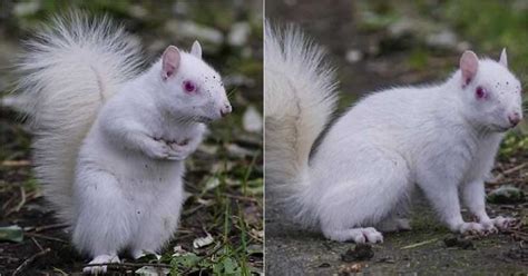 Amazing Rare Albino Squirrel Is Photographed In Royal Deeside Happy Day