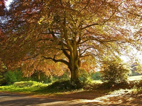 Copper Beech In Rural Hampshire 2010 Photograph By Alex Cassels