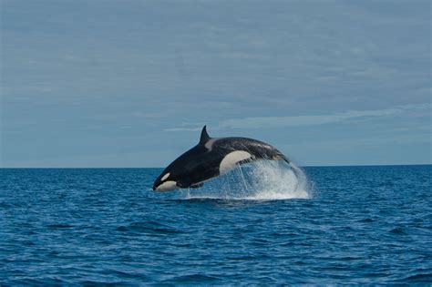 Find Out More About Orcas Wildfoot Travel Journal