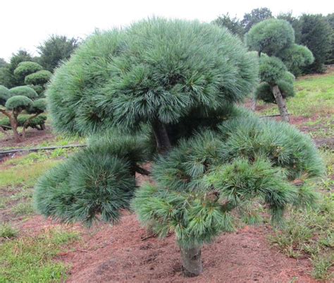 Streichel Kiefer Pinus Strobus Radiata Bestellen H 125 150 Cm Der