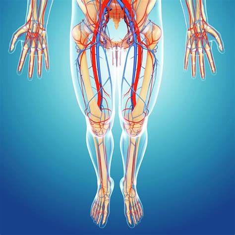 The image is available for download in high. Lower Body Anatomy Photograph by Pixologicstudio/science Photo Library