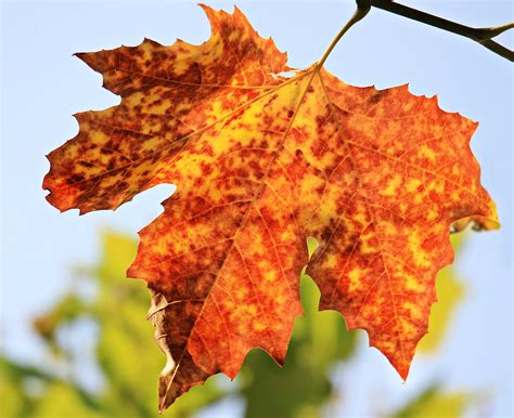 Poze Natură Ramură Cer Decor Colorat Sezon Arțar Copac Frunză