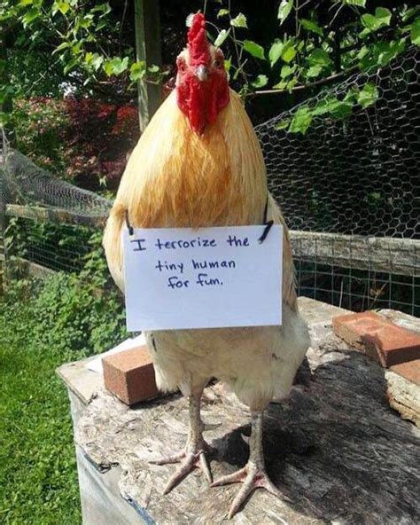 Chicken Shaming Is All You Need To Make You Laugh Today 45 Pics