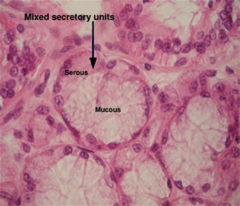 Glandular Tissue Histology