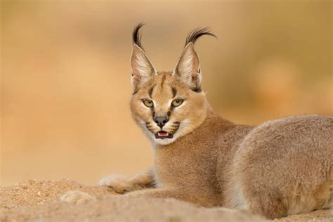 Caracal Cat Prices In 2023 Purchase Cost Vet Bills And Other Costs