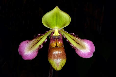 Paphiopedilum Hookerae Orchid Plant Care And Culture Travaldo S Blog