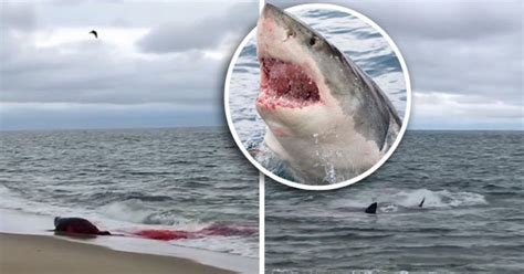 Fatal Shark Attack Just Off Beach Filmed By Helpless Bystander Daily Star