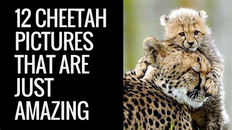 12 Amazing Cheetah Images 12 Pictures Of Cheetah Cool