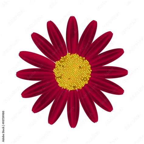 Red Daisy Flower On A White Background Stock Vector Adobe Stock