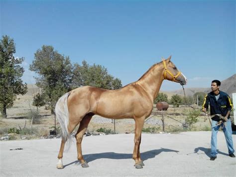 gold silver turkoman horse horses akhal teke horses horse breeds
