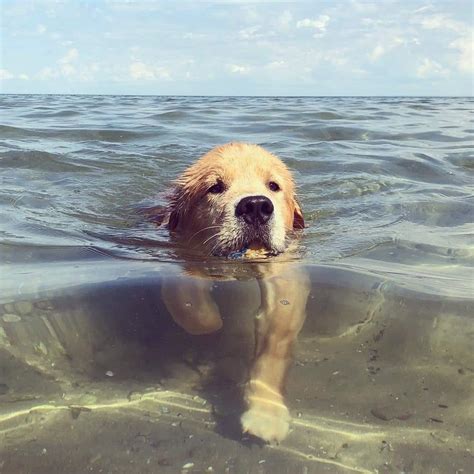 Golden Pupper Out For A Swim Rrarepuppers