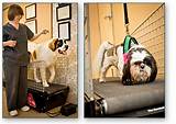 Photos of Underwater Treadmill For Dogs For Sale Used
