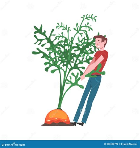 Young Man Pulling Big Carrot Root Female Farmer Character With Natural