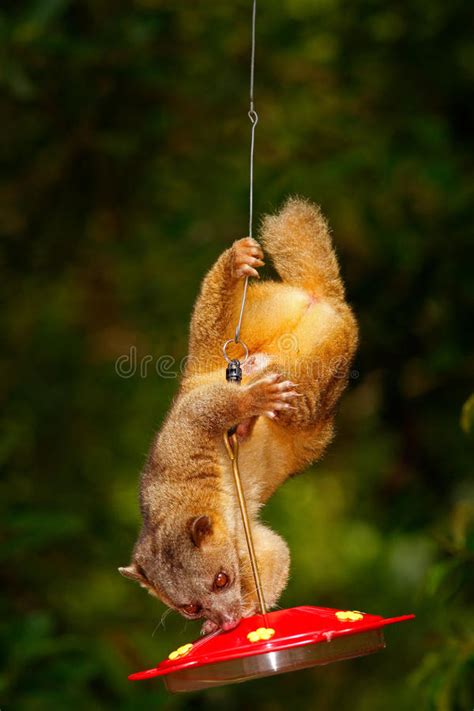 Find & download free graphic resources for cute animals. Cuddly sugar glider stock image. Image of hairy, cute ...
