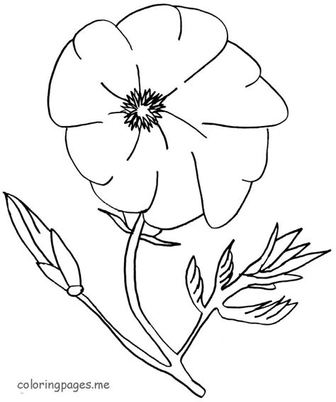 Maybe you would like to learn more about one of these? Poppy flowers coloring pages download and print for free
