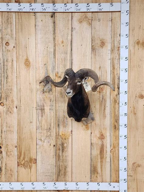 Mouflon Cross Ram Sheep Shoulder Mount Taxidermy Auction
