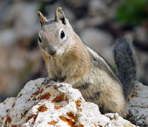 Golden Mantled Ground Squirrel Wikipedia