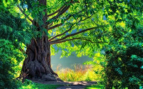 Very Beautiful Tree Wallpaper Nature And Landscape Wallpaper Better