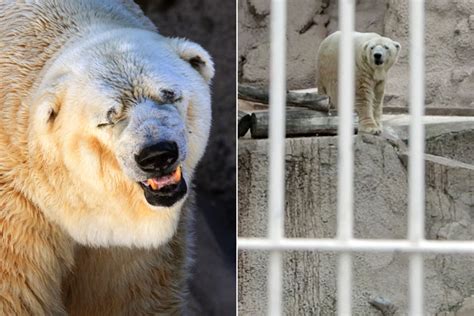 Worlds Most Depressed Polar Bear Wont Get A New Home