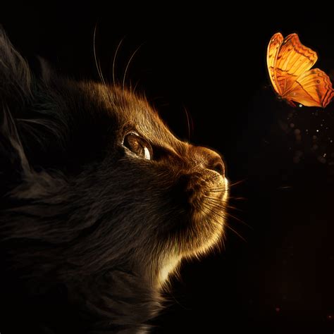 Kitten Wallpaper 4k Cat Butterflies