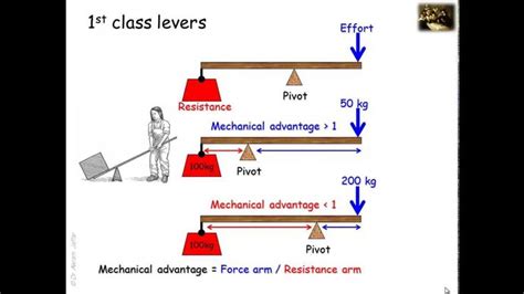 Lever Systems In The Human Body Human Body Biomechanics Lever