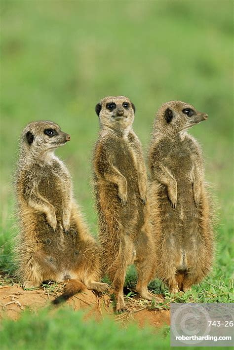 Three Meerkats Suricates Suricata Suricatta Stock Photo