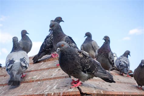 Have you got pigeons on the roof pooping all over your home? HOW TO GET RID OF PIGEONS ON THE ROOF - Rocky Mountain BPS