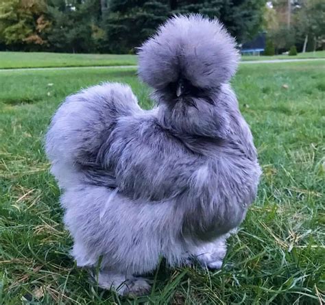 Top 10 Blue Chicken Breeds Chickens With Blue Feathers